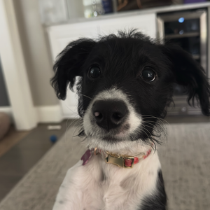Fundraising Page: Betsy Brais